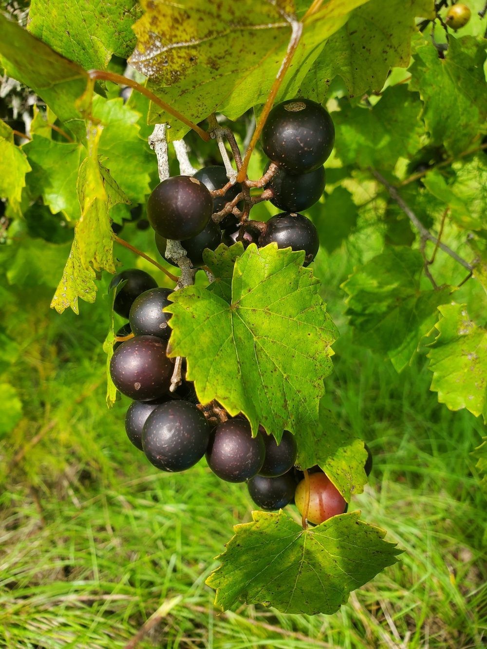 1 'Delicious' Muscadine Grape Vine Vitis Rotundifolia Live Starter Plant gallery