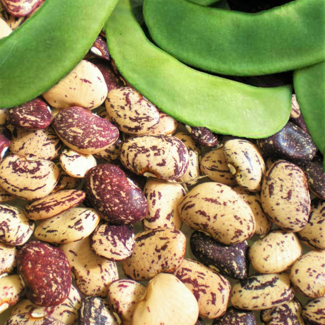 Jackson Wonder Lima Bean Seeds | Southern Speckled Baby Butter Beans Seed 2024 gallery
