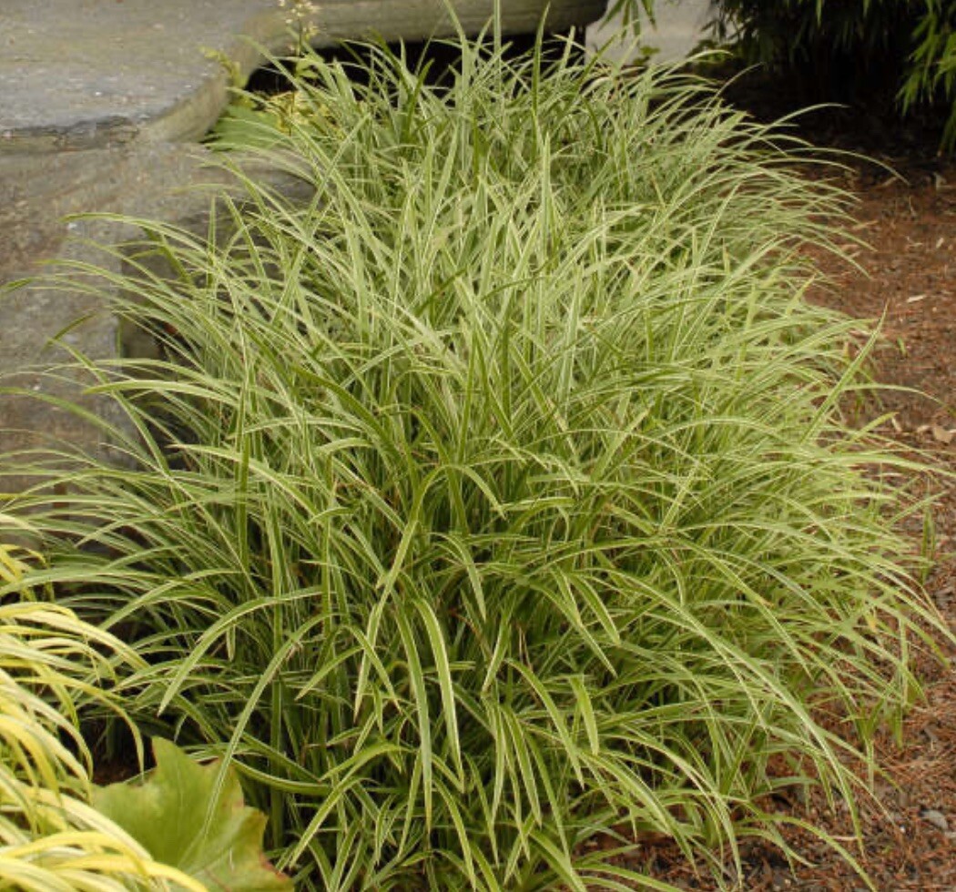 Variegated Sedge Plant- Shade Or Sun. Perennial Zone 5+. Plus Free Gift!! gallery