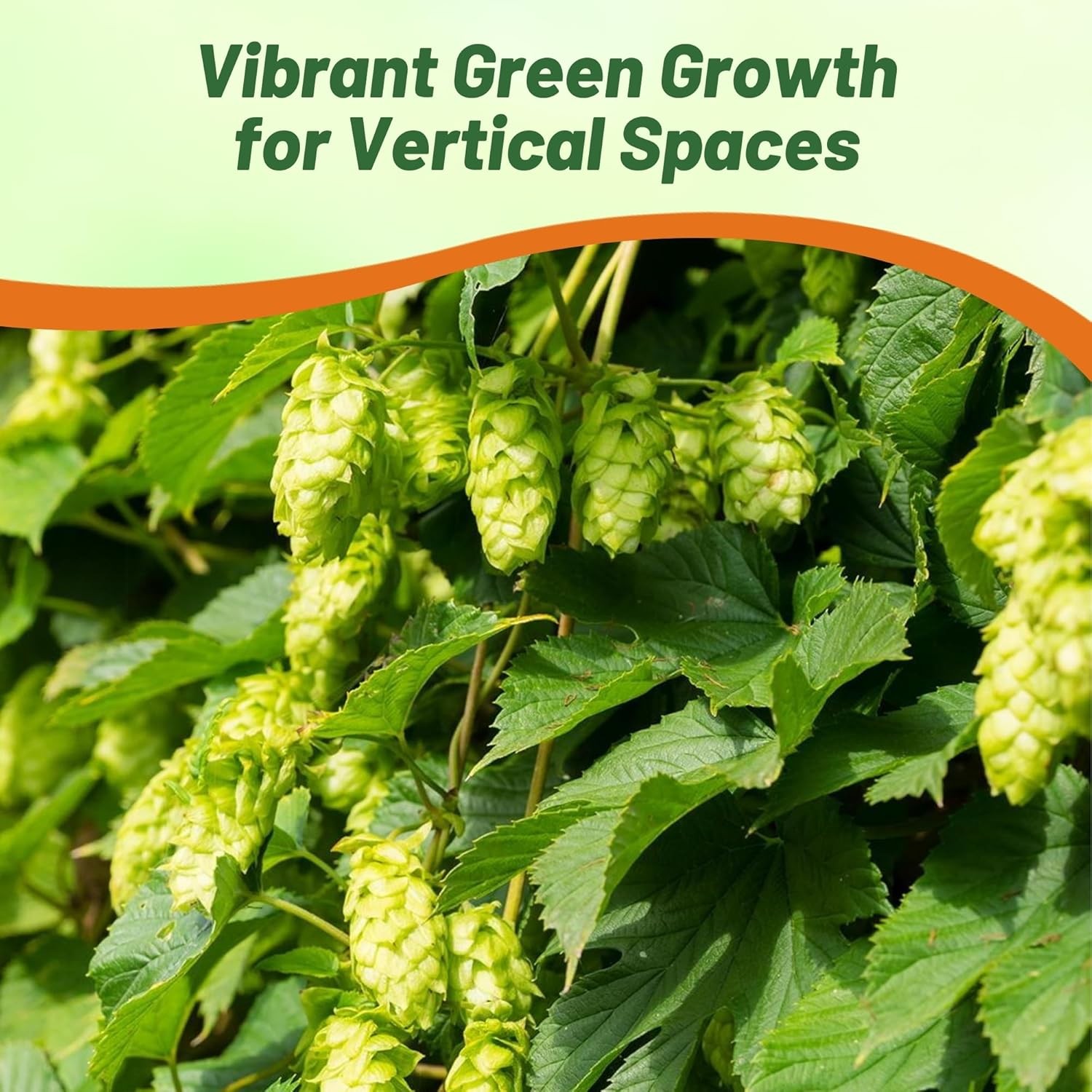 100 Seeds Humullus Lupulus Hops Flower Seeds gallery