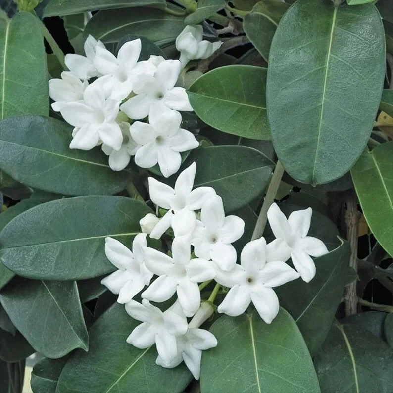 Madagascar jasmine ~GREEN LEAF STEPHANOTIS~Small Rooted STARTER Plant~Fragrant! gallery