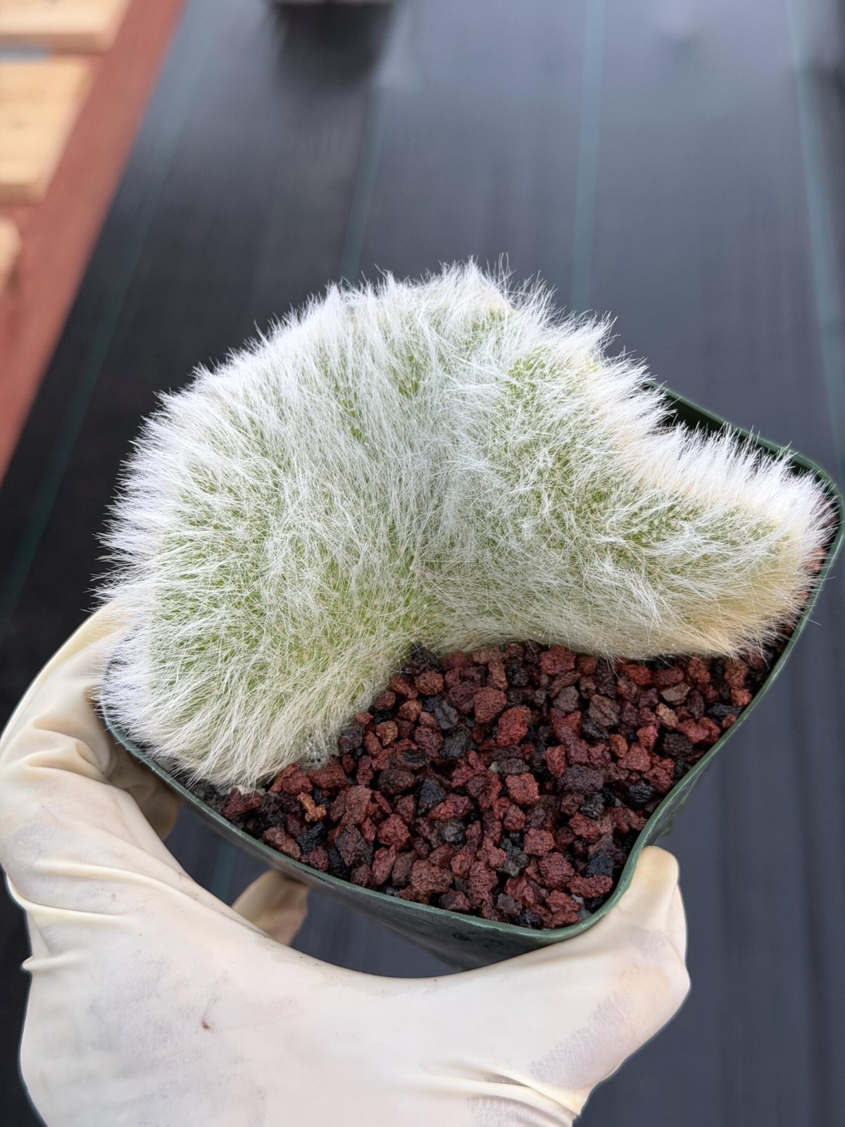 Hairy Crested Monkey Tail Cactus Rare Fuzzy White Succulent Live Plant gallery
