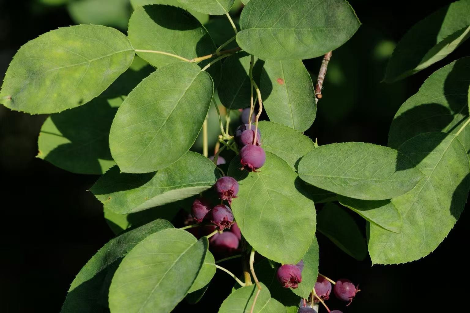 100+ Saskatoon Serviceberry Seeds for Planting – Amelanchier alnifolia Berry See gallery