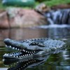 Aquascape Floating Alligator Decoy 34" 93000 gallery