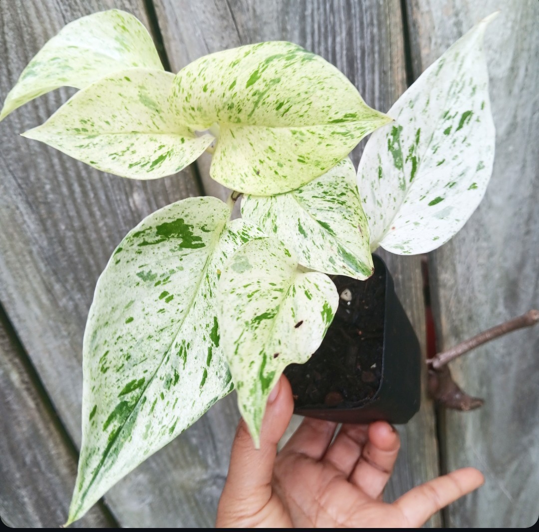 Pothos Epipremnum True Snow Queen - Snow White 3" pot - actual plant gallery