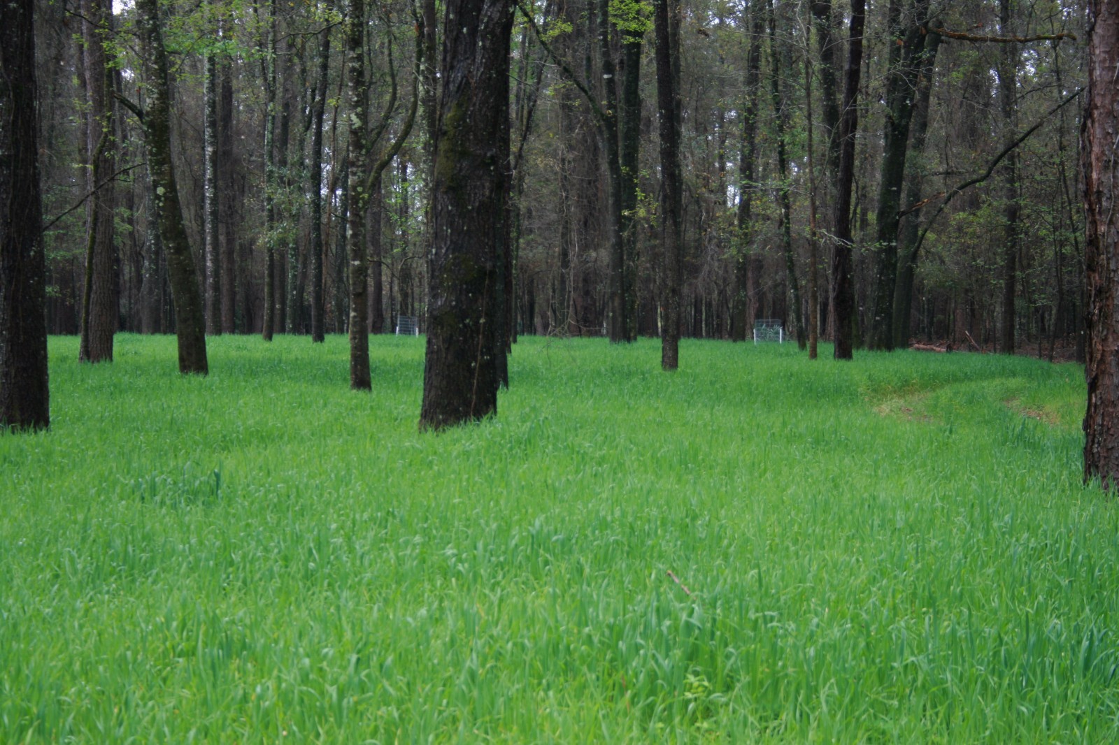 Buck Forage Oats Food Plot Seeds - 50 Lbs. gallery