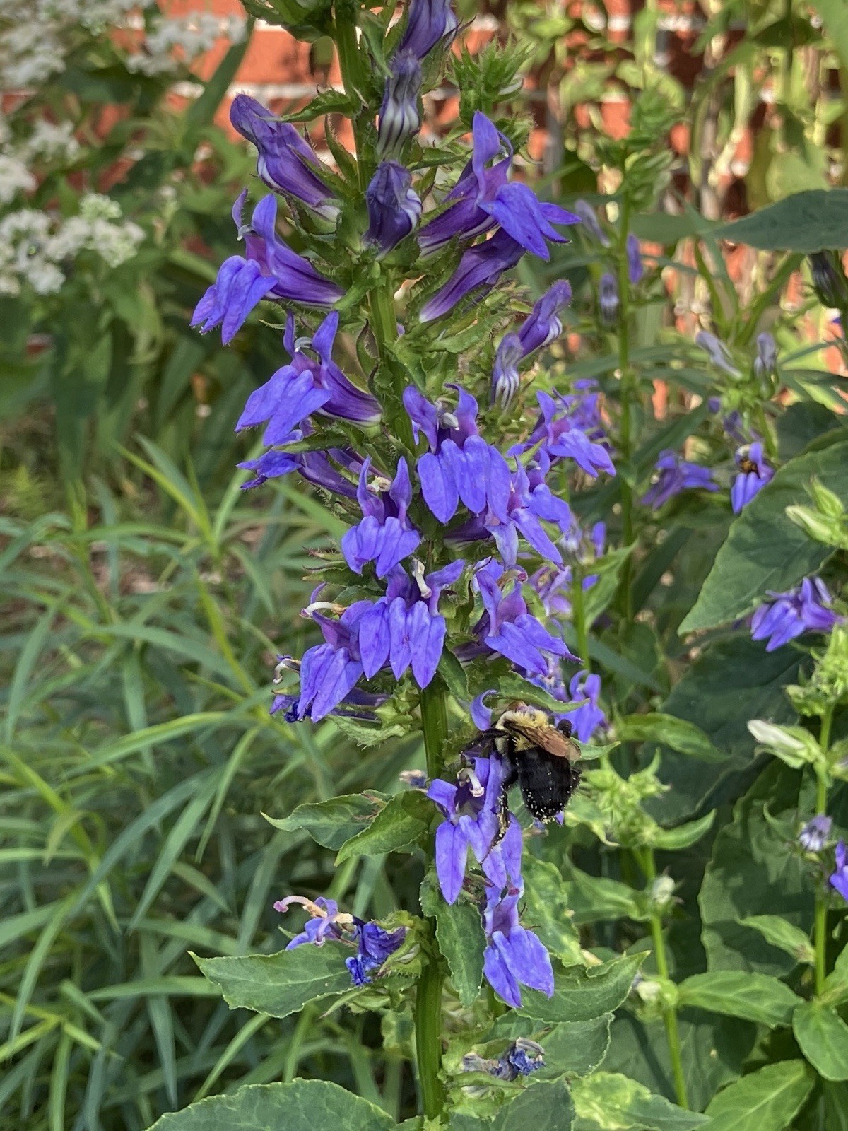 Great Blue Lobelia, Blue Cardinal Flower- Lobelia siphilitica Seeds 100+ count gallery