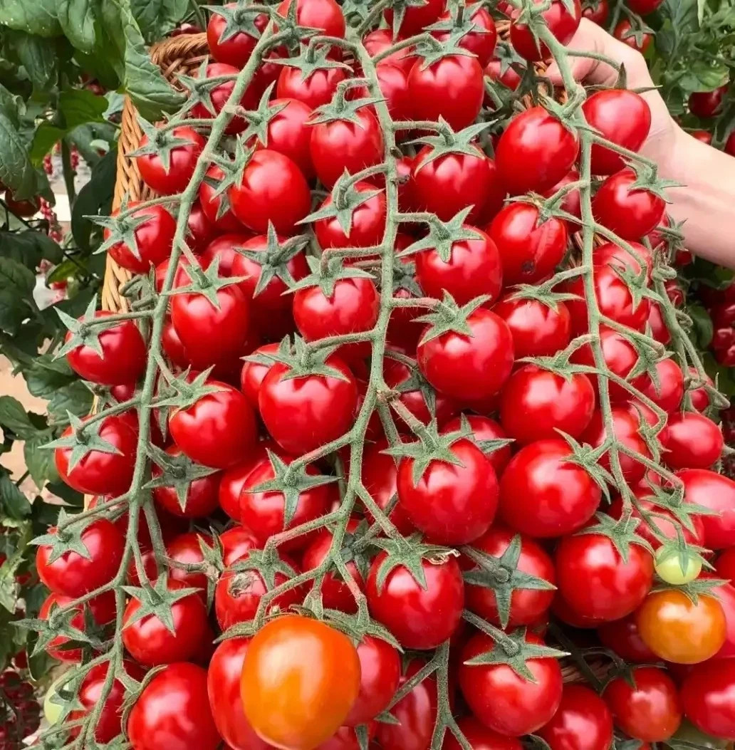 🍅 150+ WATERFALL CHERRY TOMATO SEEDS | ULTRA SWEET • RARE • NON-GMO | FREE SHIP gallery