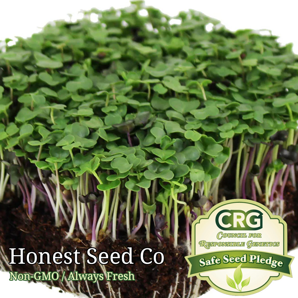 Basic Salad Mix Microgreen Seeds | Non-GMO | Fresh BULK Garden Seeds USA gallery