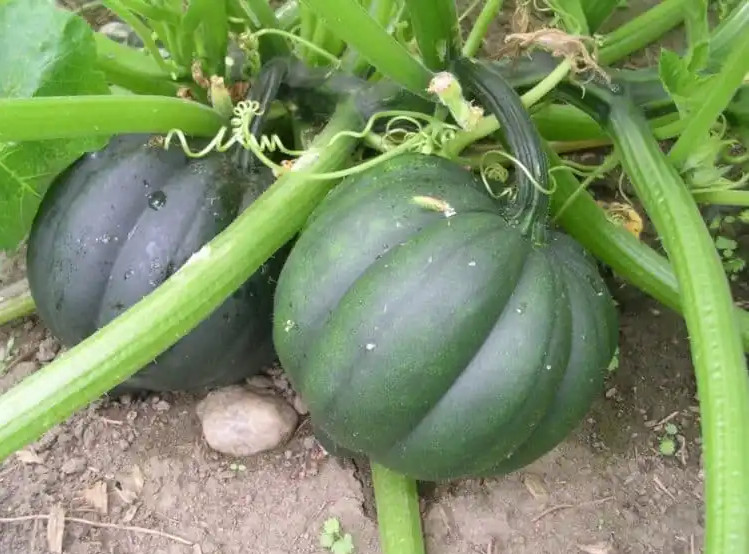 100+ TABLE QUEEN ACORN WINTER SQUASH SEEDS -------------- Heorloom gallery