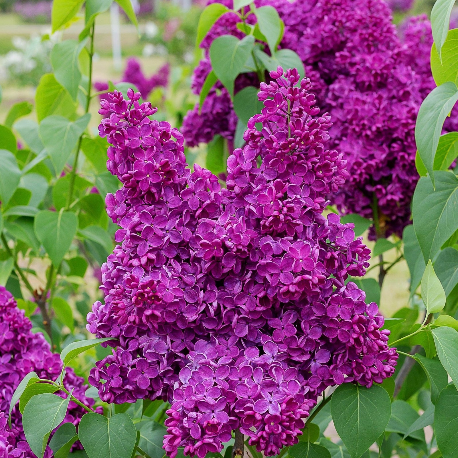 Lilac Syringa Common Purple 1 Potted Plant Rooted in Quart Pot, Easy to Grow gallery