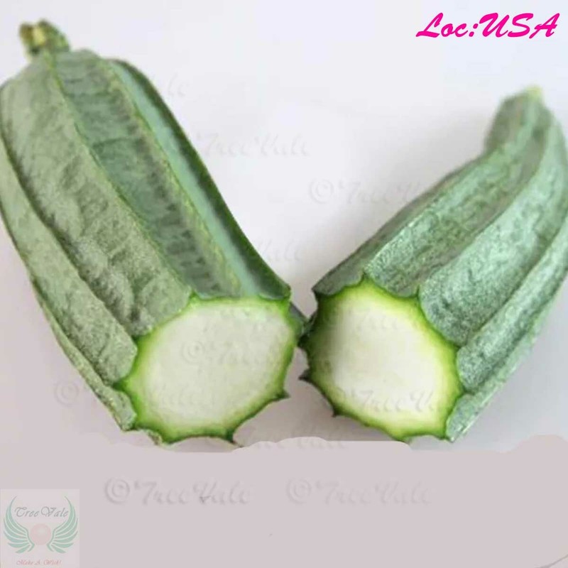 Angled Luffa, Redged Gourds, Sponge Gourds, Chinese Okra, Luffa Acutangula SEEDS gallery