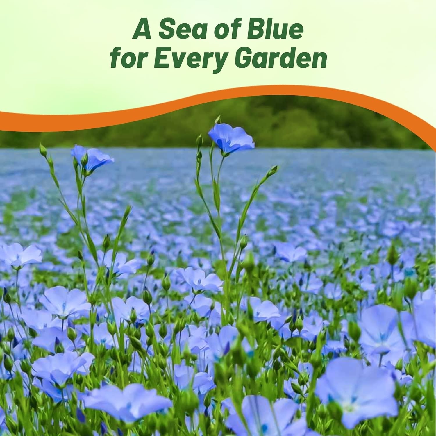 2000 Seeds Linum Usitatissimum Sky Blue Flax Drought Tolerant Plant Seed gallery