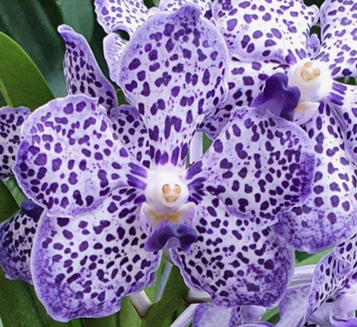 Vanda Papilionanda Omar Padron 'indigo blue spots' Orchid Plant FRAGRANT 0308 gallery