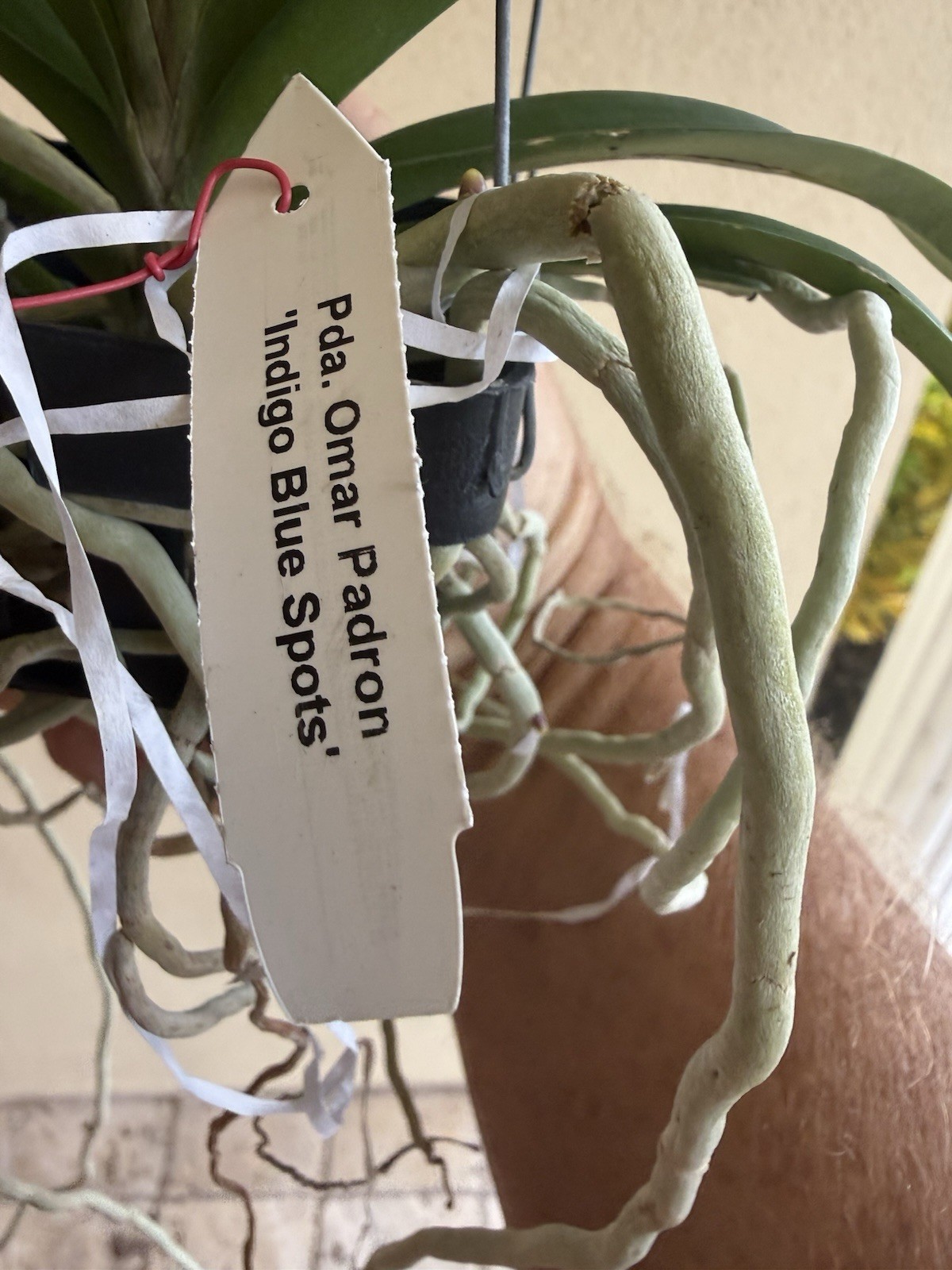 Vanda Papilionanda Kyra Green Orchid Plant FRAGRANT gallery