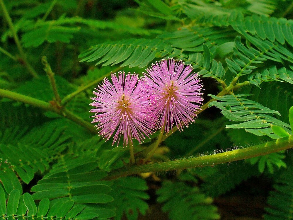 SENSITIVE PLANT Mimosa Pudica - 30 SEEDS. *LESS S&H gallery