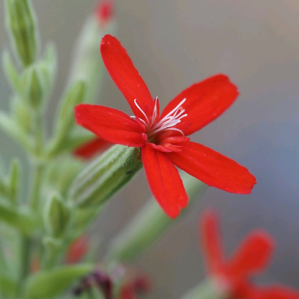 Royal Catchfly Seeds (Silene Regia) gallery