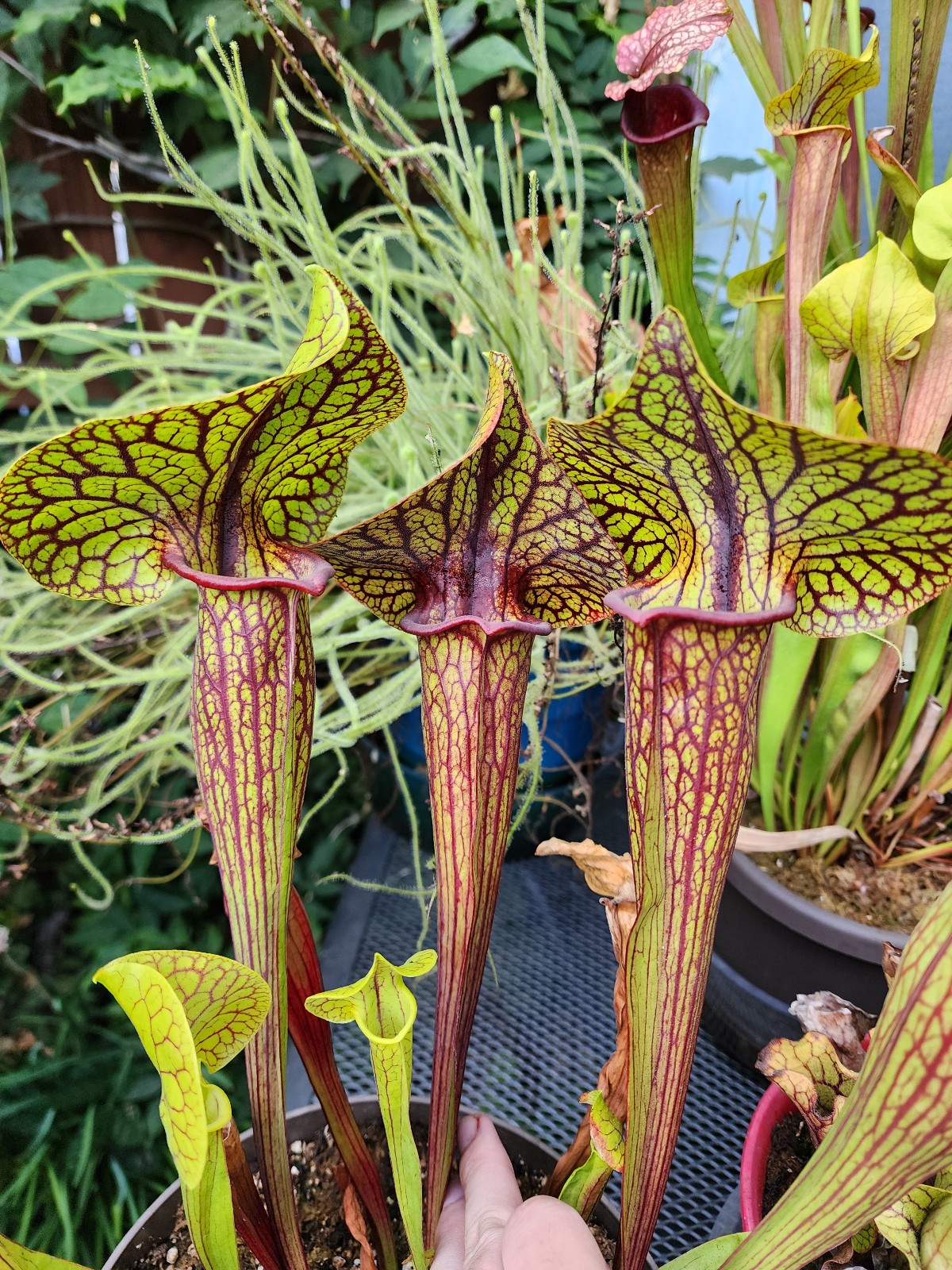 2025 SARRACENIA SEEDS: FLAVA ACID VIPER X KING COBRA [CARNIVOROUS PLANT SEED] gallery