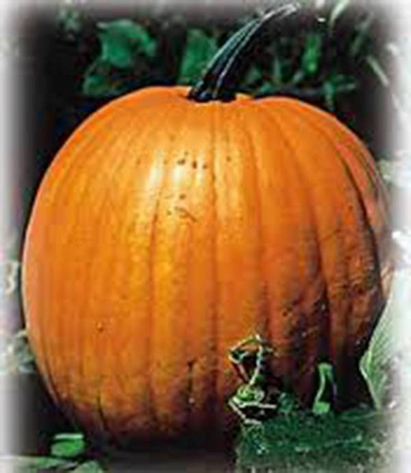 PUMPKIN SEED, JACK O LANTERN, HEIRLOOM, NON GMO, 500 SEEDS, PUMPKINS gallery