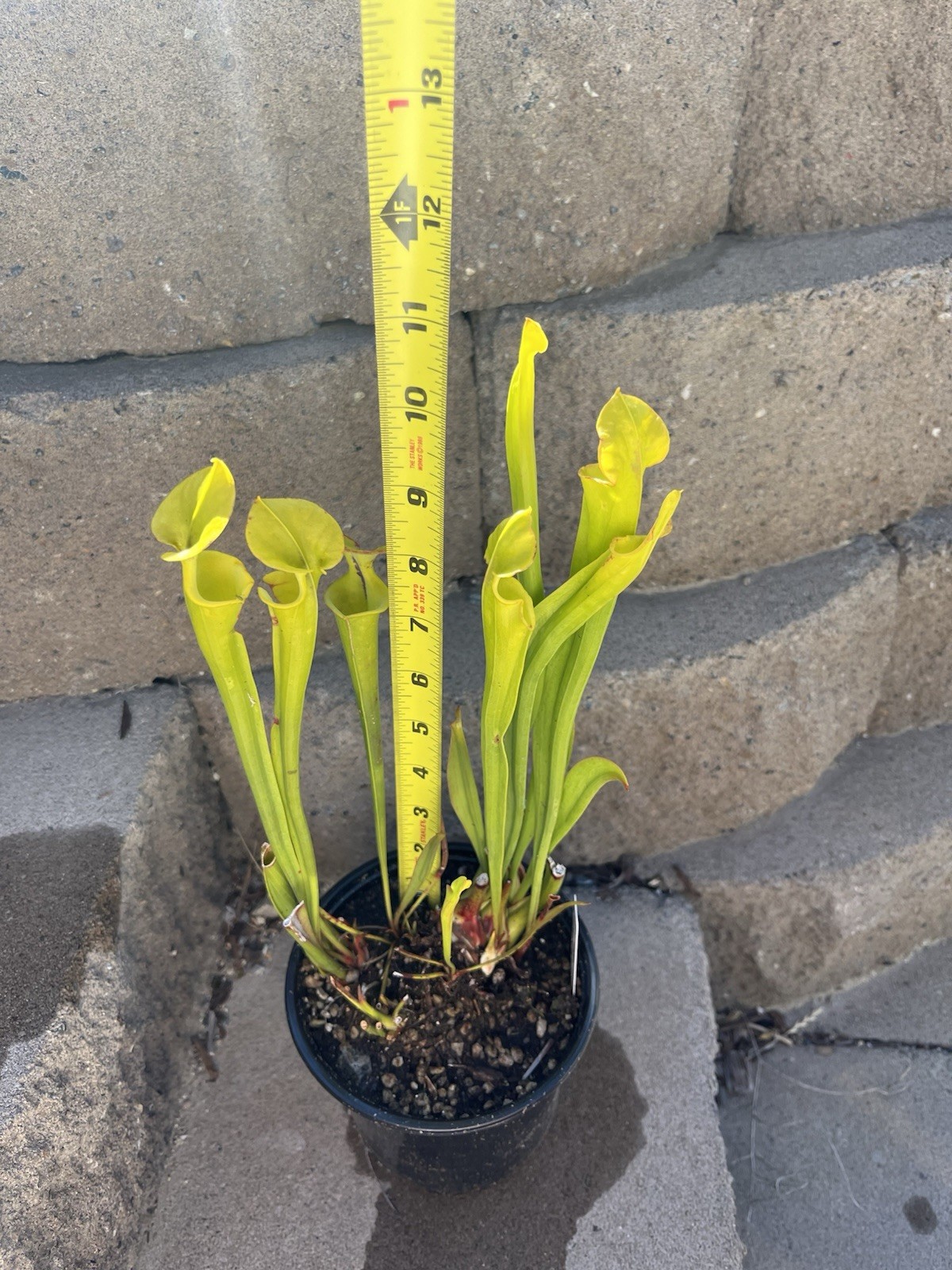 Sarracenia Flava Bright Green With Small Throat Blotch—Three Growth Points! gallery