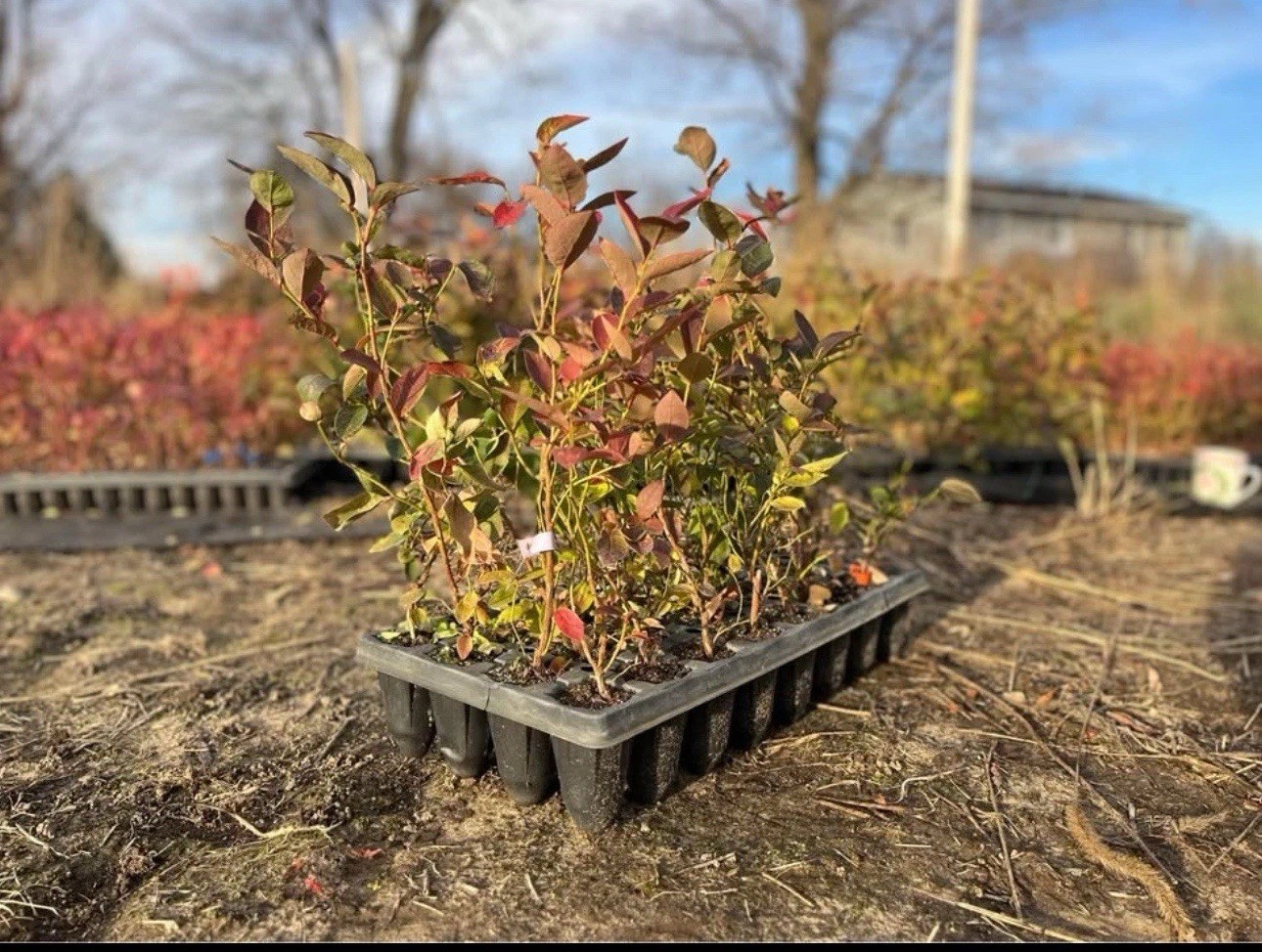 Blueberry Plants - Rooted Cuttings - QTY: 5 gallery