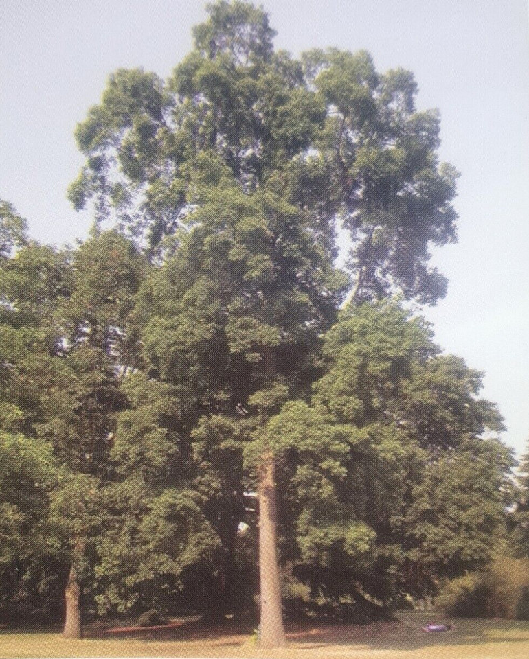 PAWNEE PECAN TREE Shade Trees Live Healthy Plant Large Pecans Nuts Wood Garden gallery