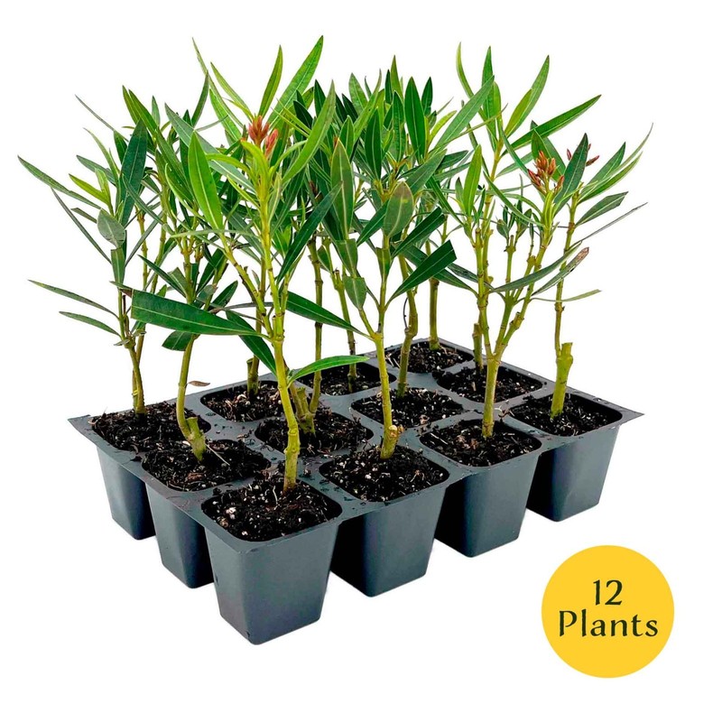 Petite Pink Dwarf Oleander (Nerium oleander ‘Petite Pink’) in 2.5" Nursery Cubes gallery