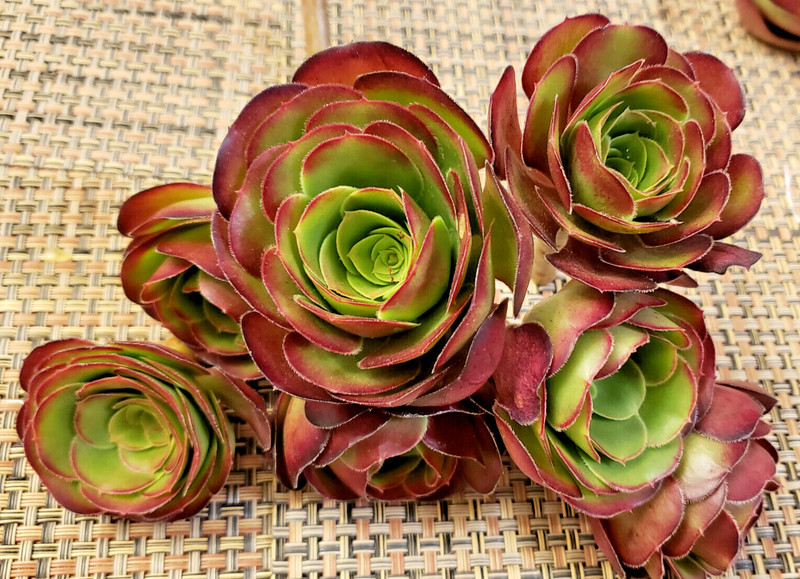 2 x MEDIUM SIZE AEONIUM 'VELOUR' CUTTING - 2" (= 5 CM) diameter gallery
