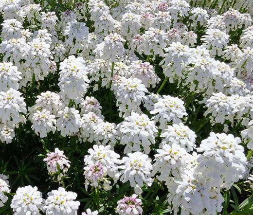 CANDYTUFT PERENNIAL EVERGREEN WHITE Iberis Sempervirens - 500 Bulk Seeds gallery