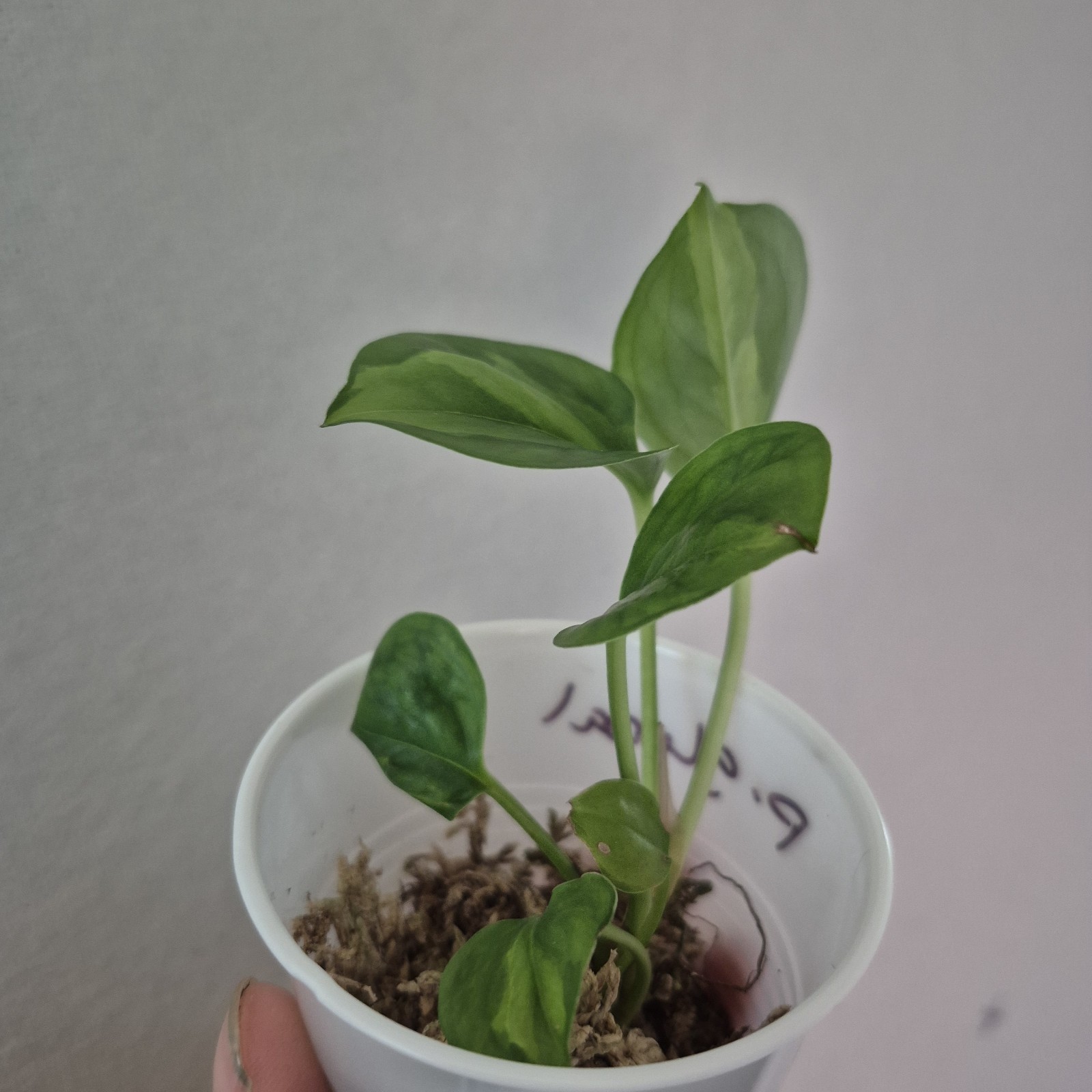 Global Green Pothos - Devils Ivy- Starter Plant Exact Plant 2.5 Inch Cup gallery