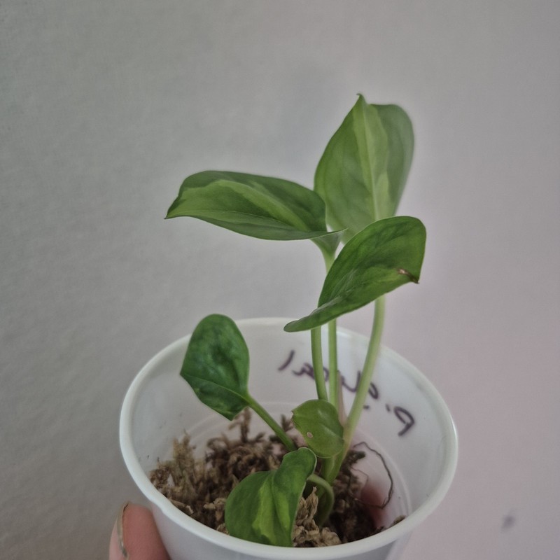 Global Green Pothos - Devils Ivy- Starter Plant Exact Plant 2.5 Inch Cup gallery