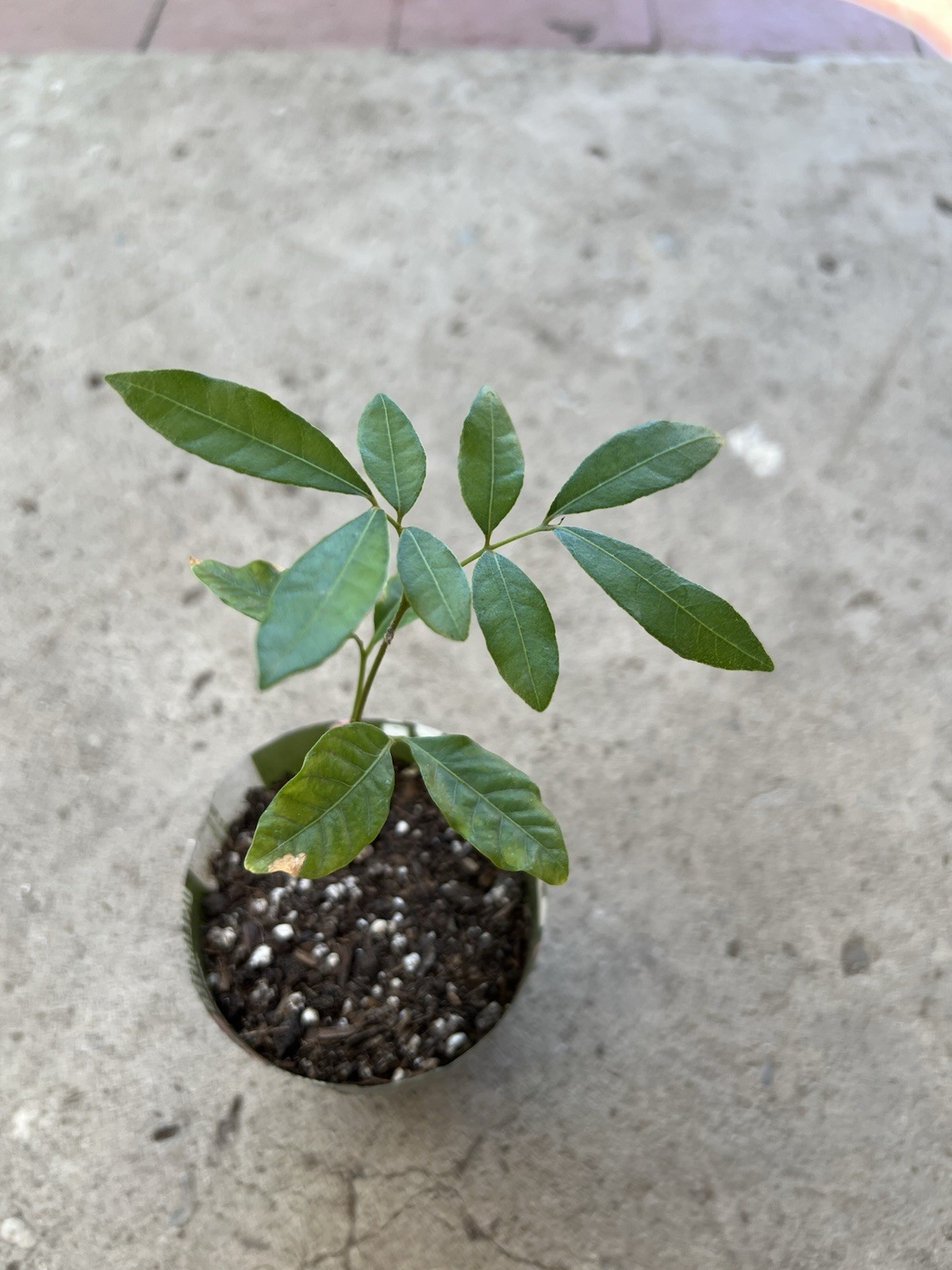 Longan Tree 8” Dimocarpus Florida Longan Fruit Dragon Eye Tropical Live Plant gallery