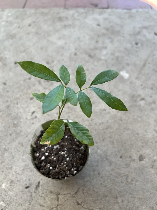 Longan Tree 8” Dimocarpus Florida Longan Fruit Dragon Eye Tropical Live Plant gallery