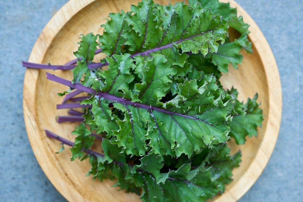 500 RED RUSSIAN KALE SEEDS ~ 2026 ~ heirloomseedguy ~ USA gallery