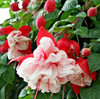 Swingtime Fuchsia Starter Live Plant - 6-10" Tall - 5" Pot - Zones 9-11 gallery