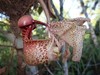 Coryanthes macrantha | BS not in bloom 4" pot gallery