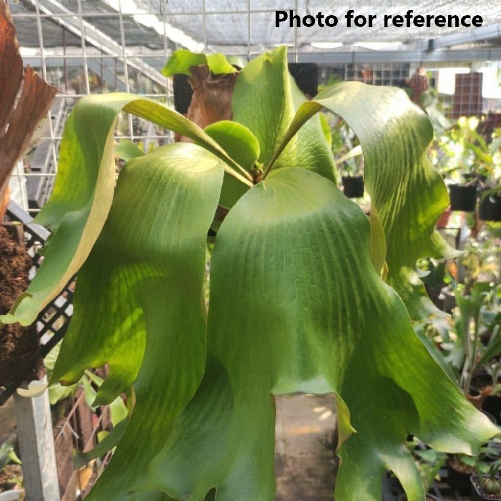 PLATYCERIUM ELLISOTIS - Beautiful staghorn fern! - ornate cedar mounted! gallery