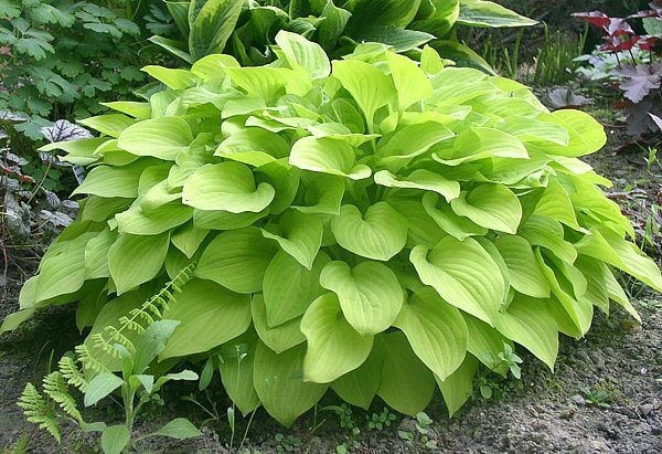 Hosta 'Golden Specter', medium size gallery