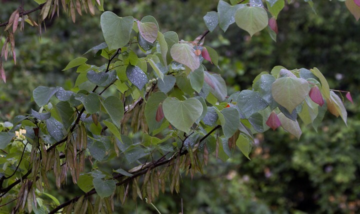 30 Eastern Redbud tree seeds gallery