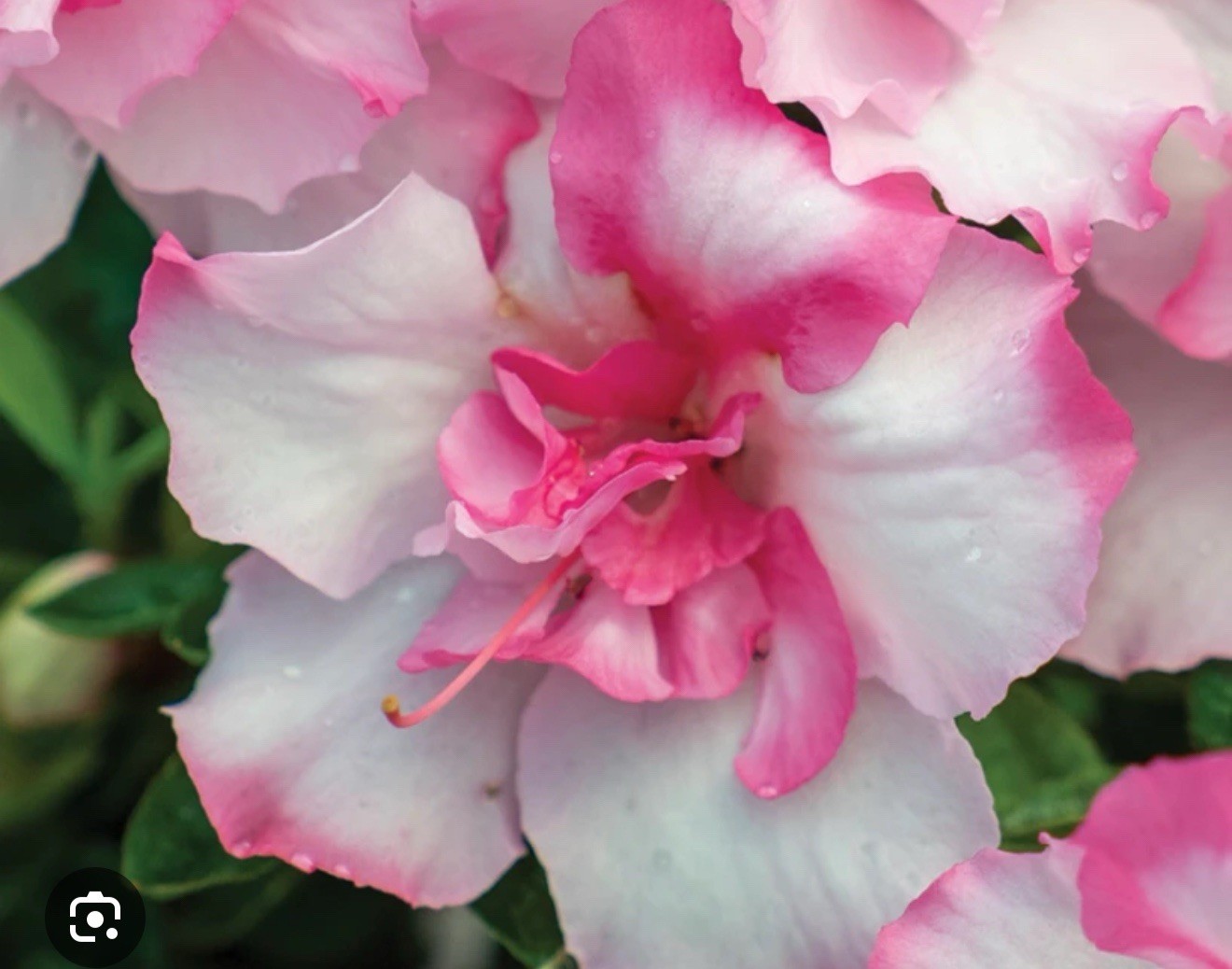 ~~ENCORE AUTUMN KISS~~Azalea Deciduous Well Rooted Starter Plant~~ gallery