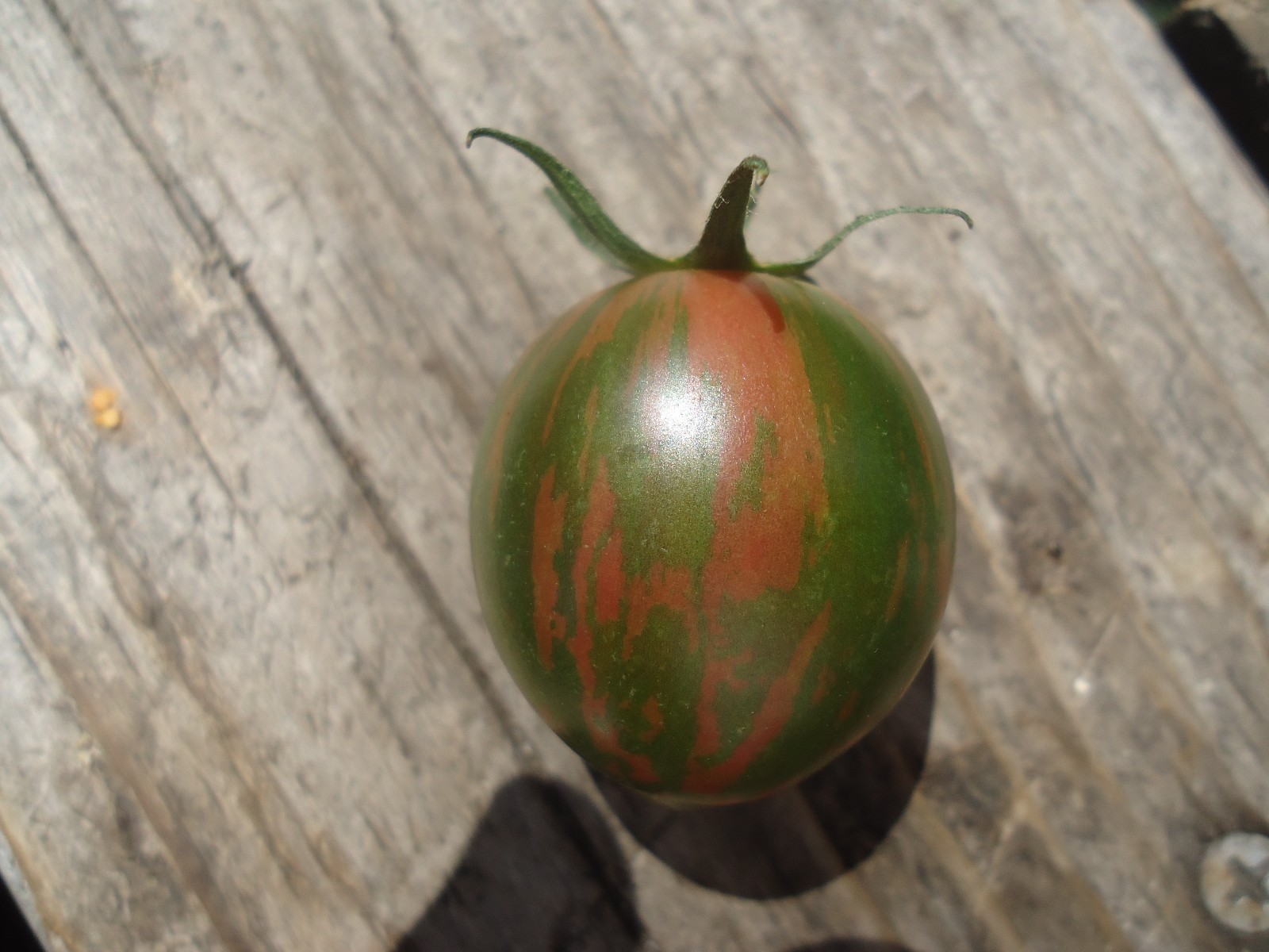 Purple bumblebee Heirloom tomato 20 seeds gallery