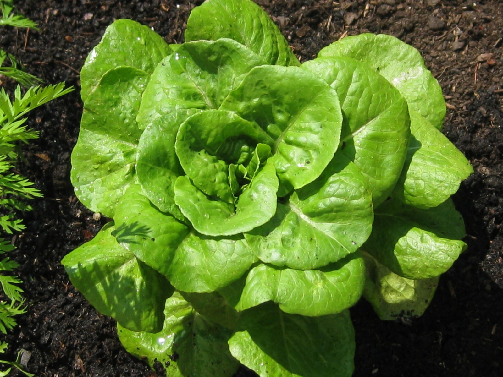 Bibb Lettuce Seeds, Butterhead, Limestone Lettuce, NON-GMO, FREE SHIP gallery