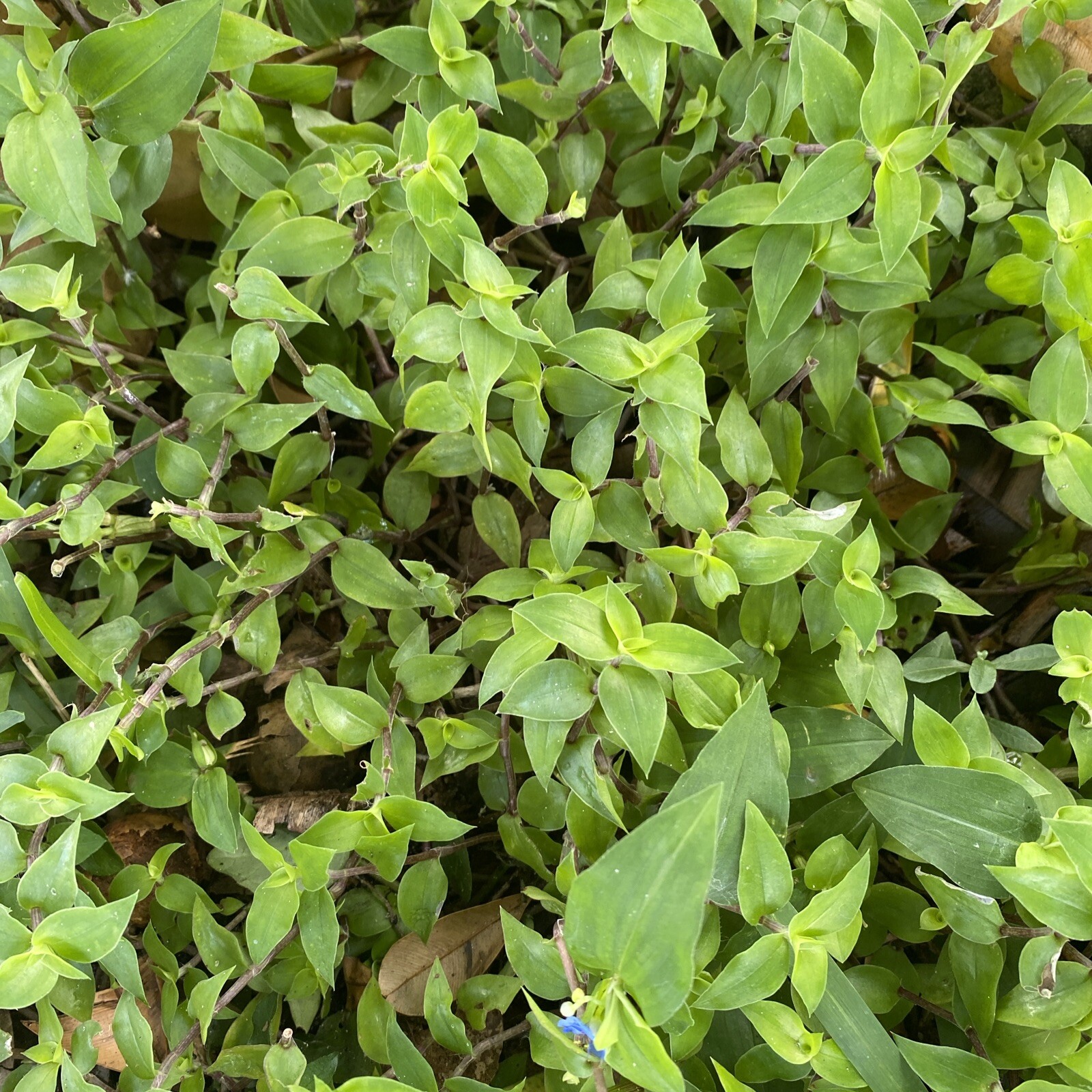 Commelina Diffusa 20 Cuttings 5 to 7 Inches No Soil, No Roots gallery