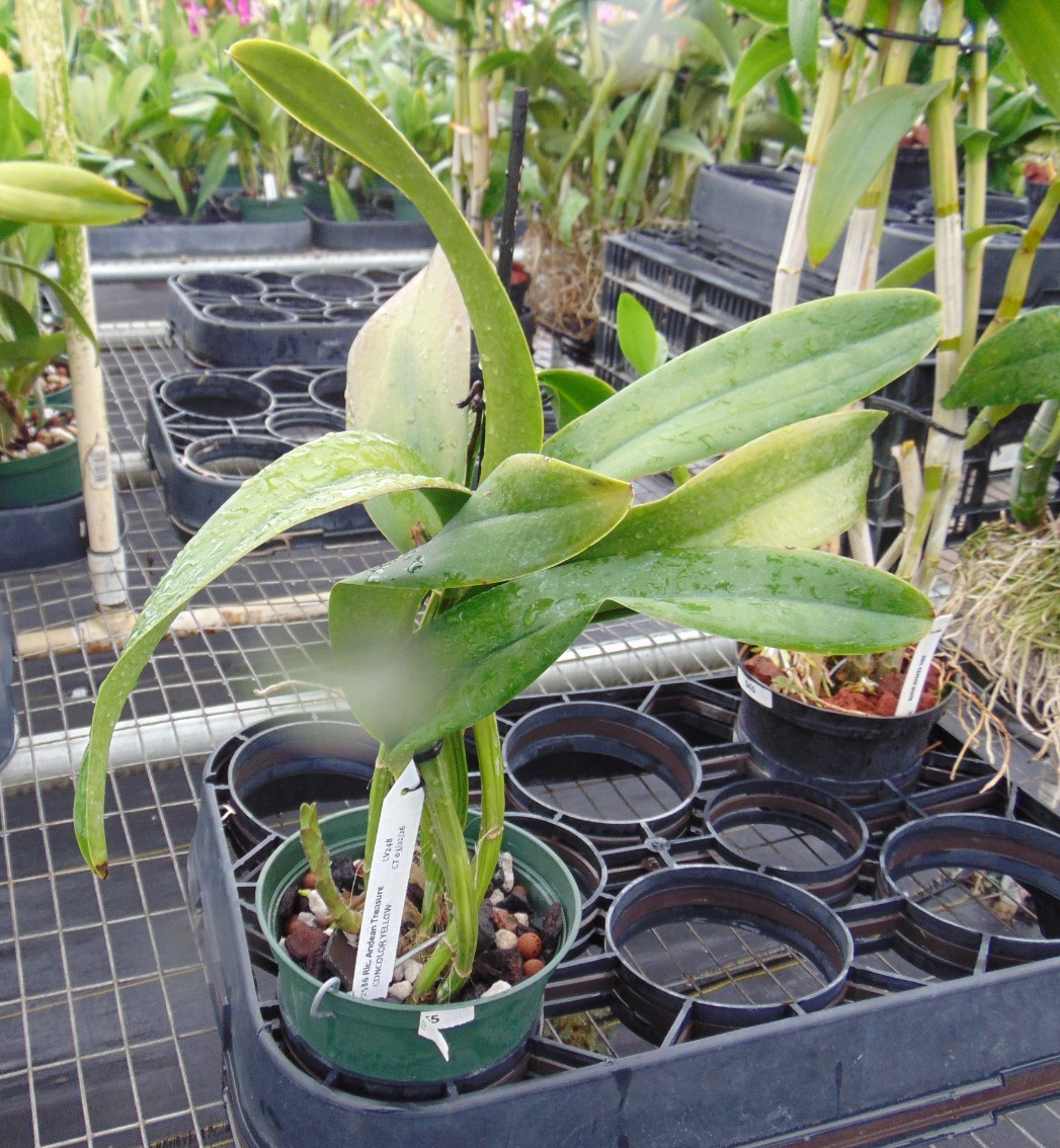 Blc. Andean Treasure Bloom size 6" pot LARGE PLANT gallery