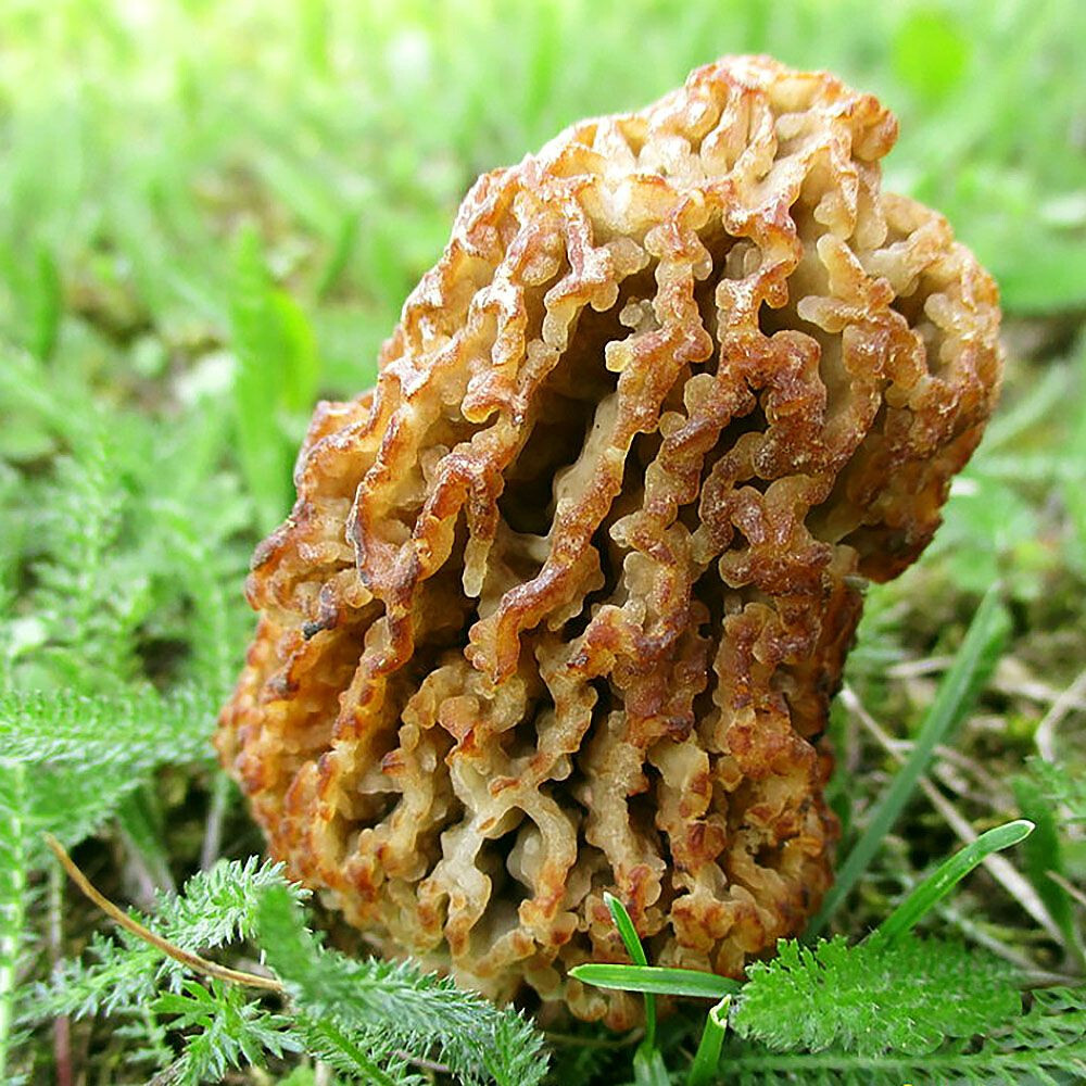 Morchella steppicola Liquid Culture gallery