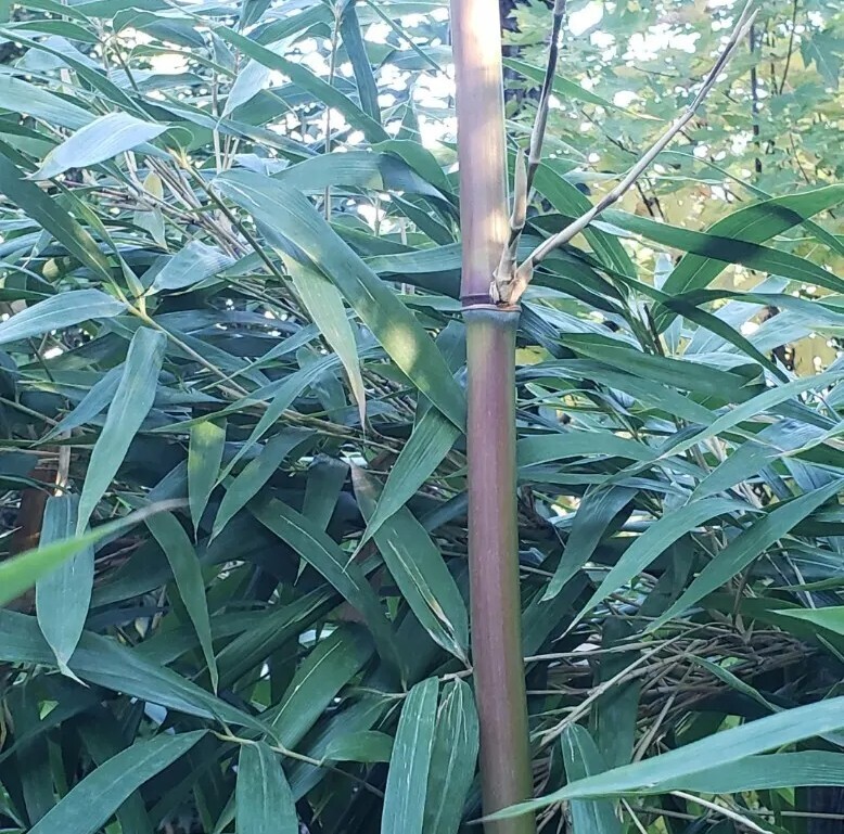 Bamboo Red Margin Phyllostachys Rubromarginata Bare Root Plant Rhizome Privacy gallery