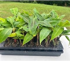 1 Dwarf Banana Tree Dwarf Cavendish Starter Plug Fruit Tree