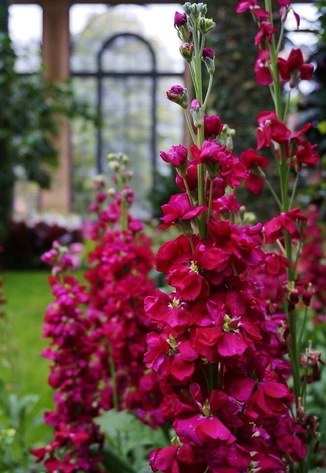 35 Ruby Stock seeds gallery