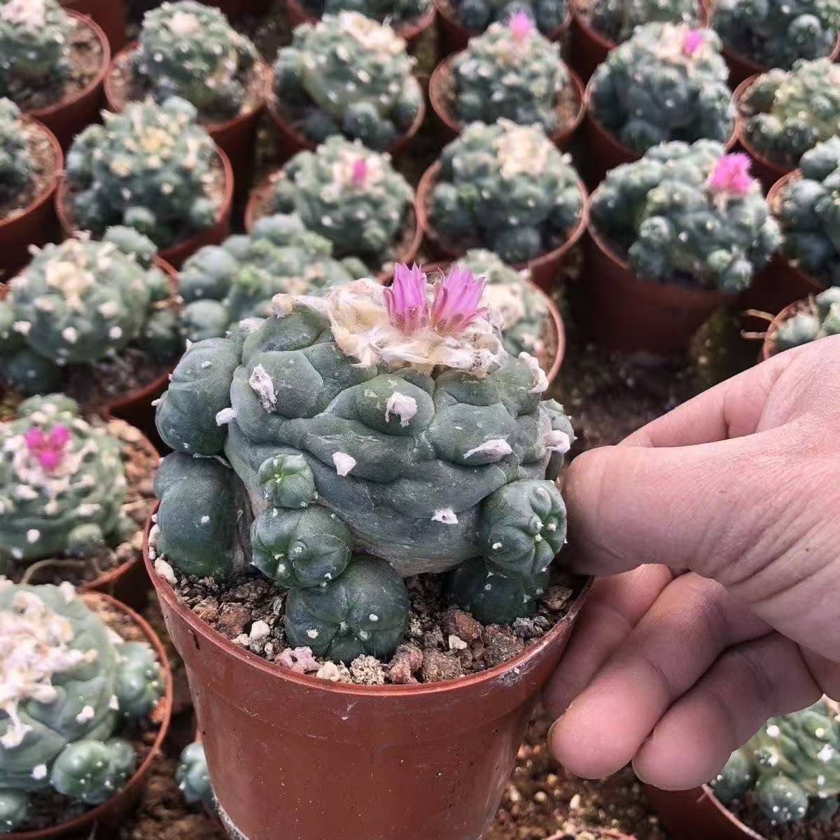 Succulent Cactus Plant Home Garden Decoration Beautiful Cactus Plants 6-8cm gallery