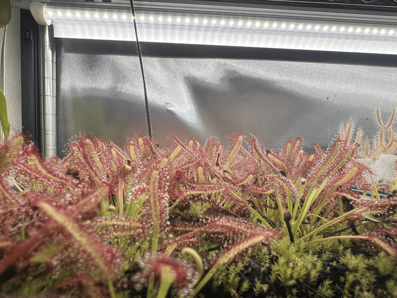 Cape Sundew - Drosera Capensis "Typical" - Easy To Grow Live Carnivorous Plant. gallery